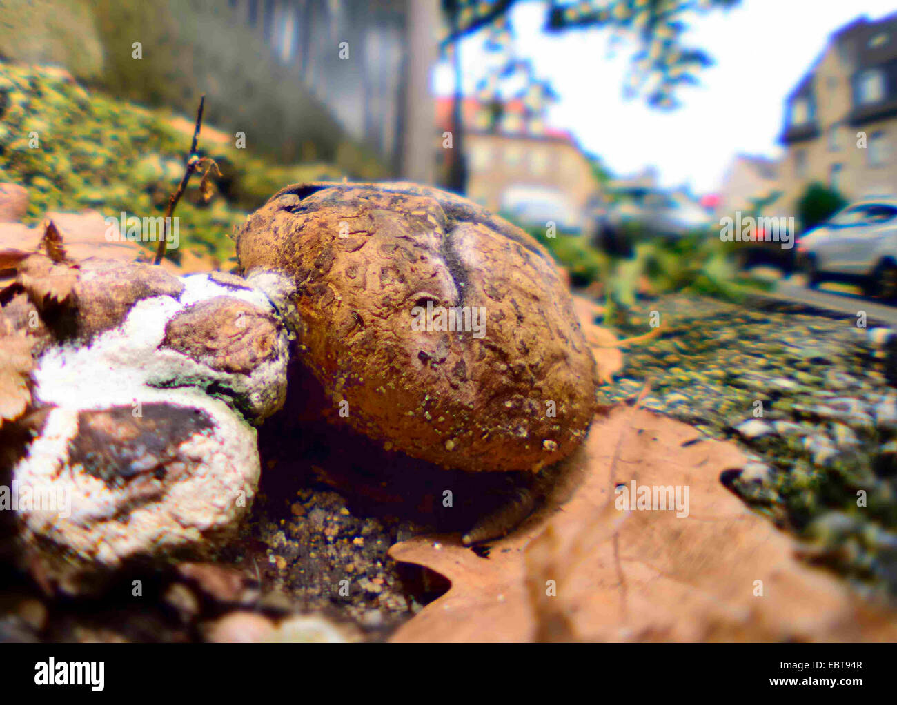 Leopard earthball (Scleroderma areolatum), in una strada di confine, Germania Foto Stock