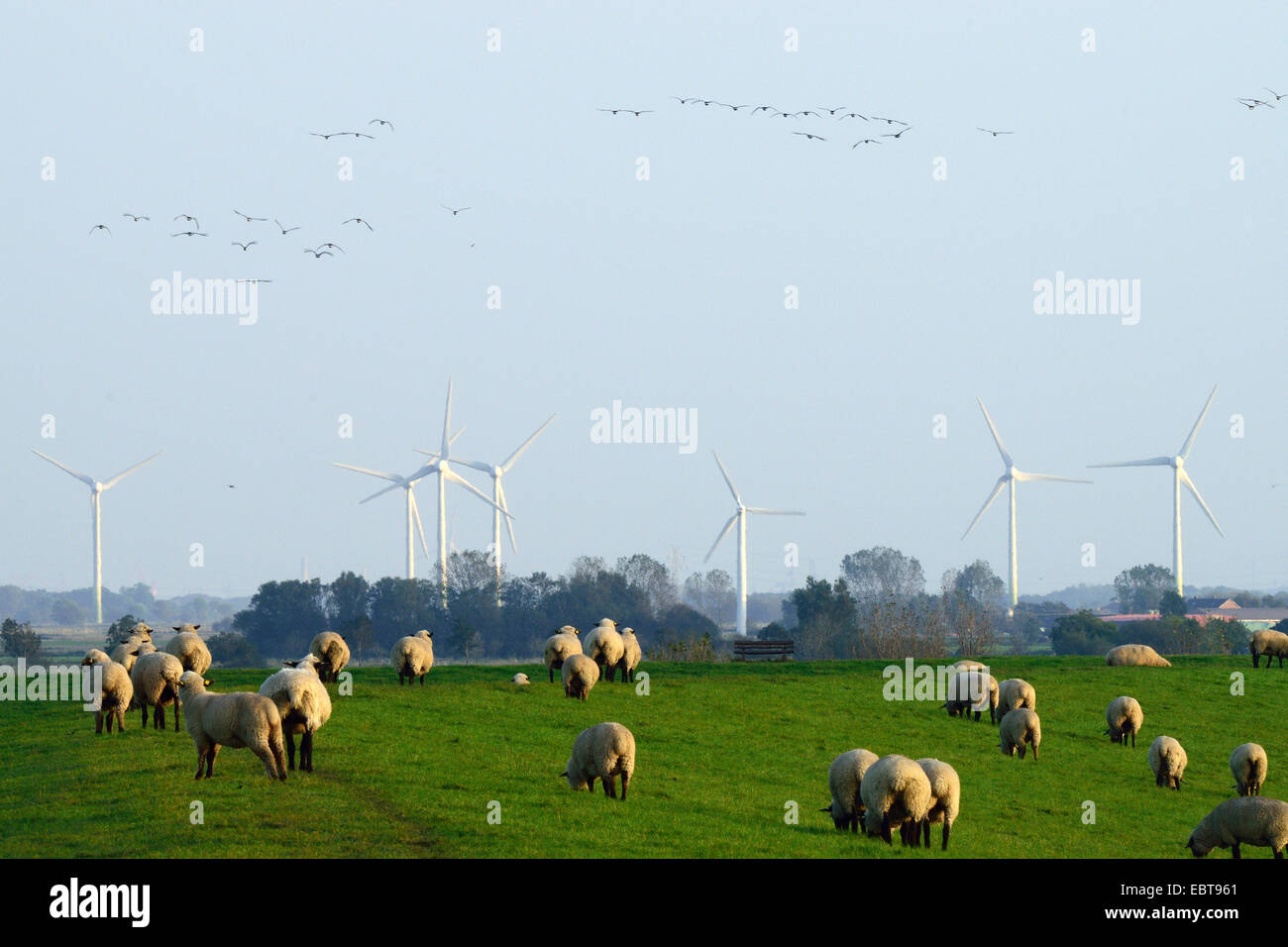 Gregge di pecore, vento ruote in background e oche selvatiche nel cielo, Germania, Bassa Sassonia Foto Stock