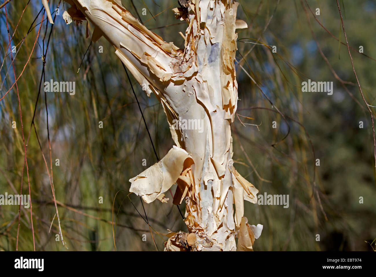 Paperbark maple (Acer griseum), il tronco di albero Foto Stock