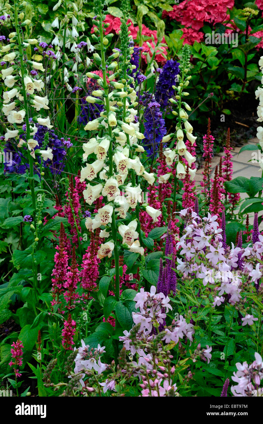 Close up di fiori al confine di un giardino riflettente Foto Stock
