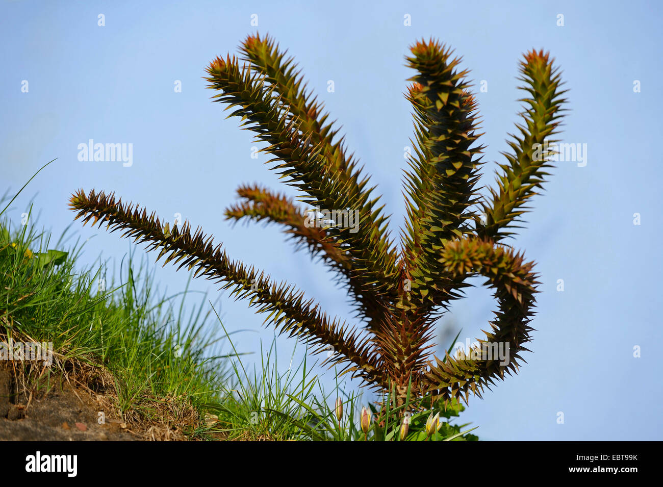 Pino cileno (Araucaria araucana), giovane cileno pine Foto Stock