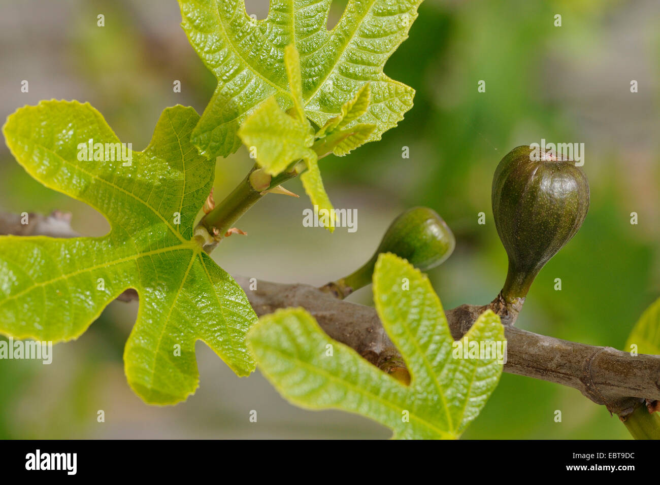 La figura commestibili, comune fig (Ficus carica), il ramo di fig, Spagna, Balearen, Maiorca Foto Stock