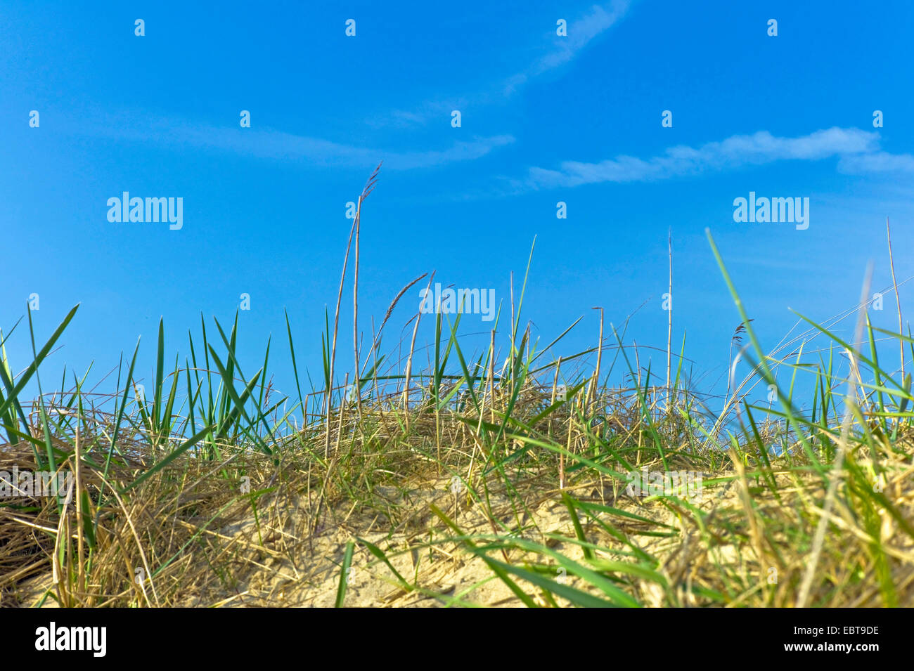 Erba sulle dune, Germania, Bassa Sassonia, Langeoog Foto Stock
