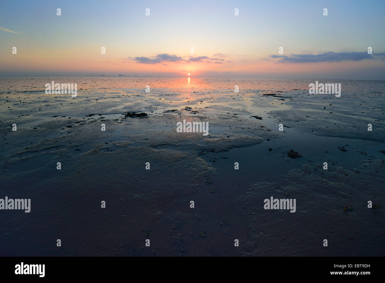 Grasswort slanciata, la salicornia, comune salicornia (Salicornia europaea agg.), Tramonto nel mare di Wadden a bassa marea, Germania, Bassa Sassonia, Frisia orientale, Pilsumer Watt, Dollart Foto Stock