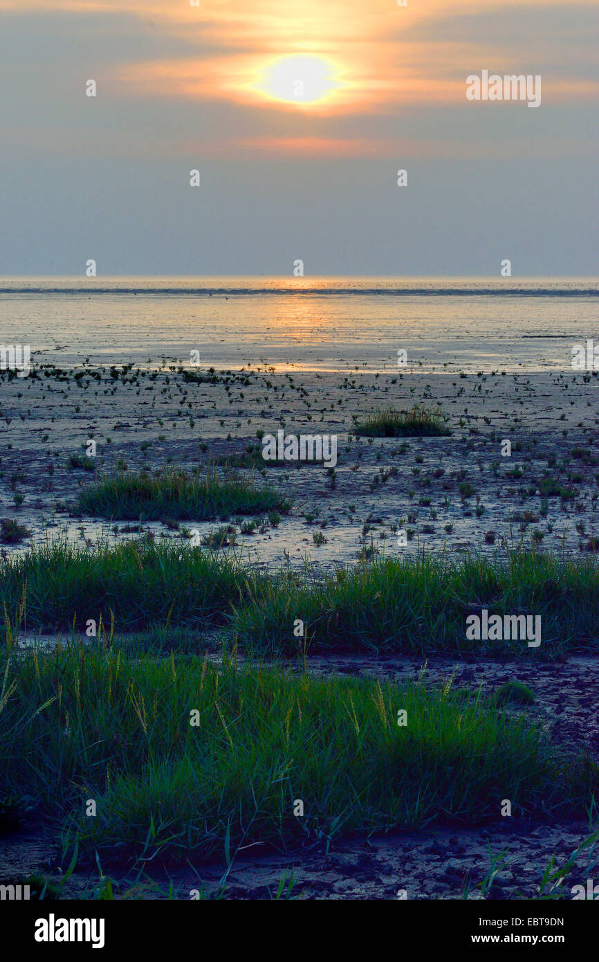 Grasswort slanciata, la salicornia, comune salicornia (Salicornia europaea agg.), Tramonto nel mare di Wadden a bassa marea, Germania, Bassa Sassonia, Frisia orientale, Pilsumer Watt, Dollart Foto Stock