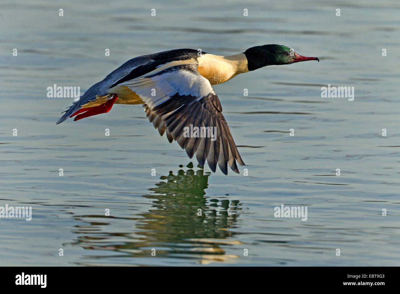 Smergo maggiore (Mergus merganser), volanti maschio su un lago, GERMANIA Baden-Wuerttemberg Foto Stock