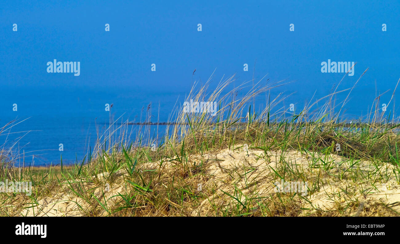 Spiaggia di erba, beachgrass europea, marram erba, psamma, sabbia di mare-reed (Ammophila arenaria), sulle dune, Germania, Bassa Sassonia, Langeoog Foto Stock
