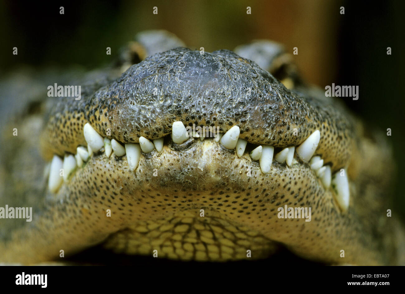 Il coccodrillo americano (Alligator mississippiensis), primo piano del muso Foto Stock