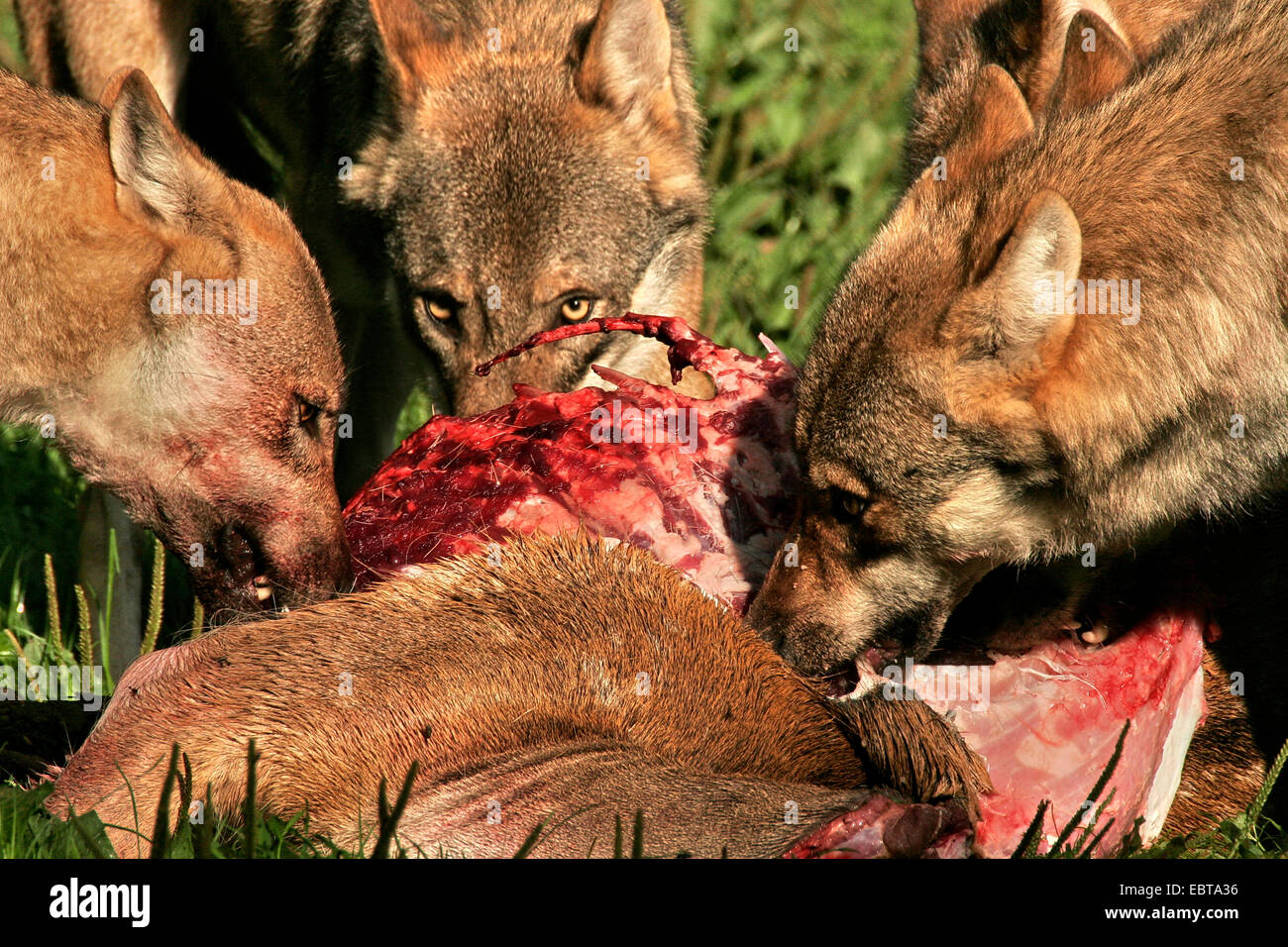 Unione lupo (Canis lupus lupus), tre lupi alimentazione su un daino, Germania Foto Stock Unione lupo (Canis lupus lupus), tre lupi alimentazione su un daino, Germania Foto Stock