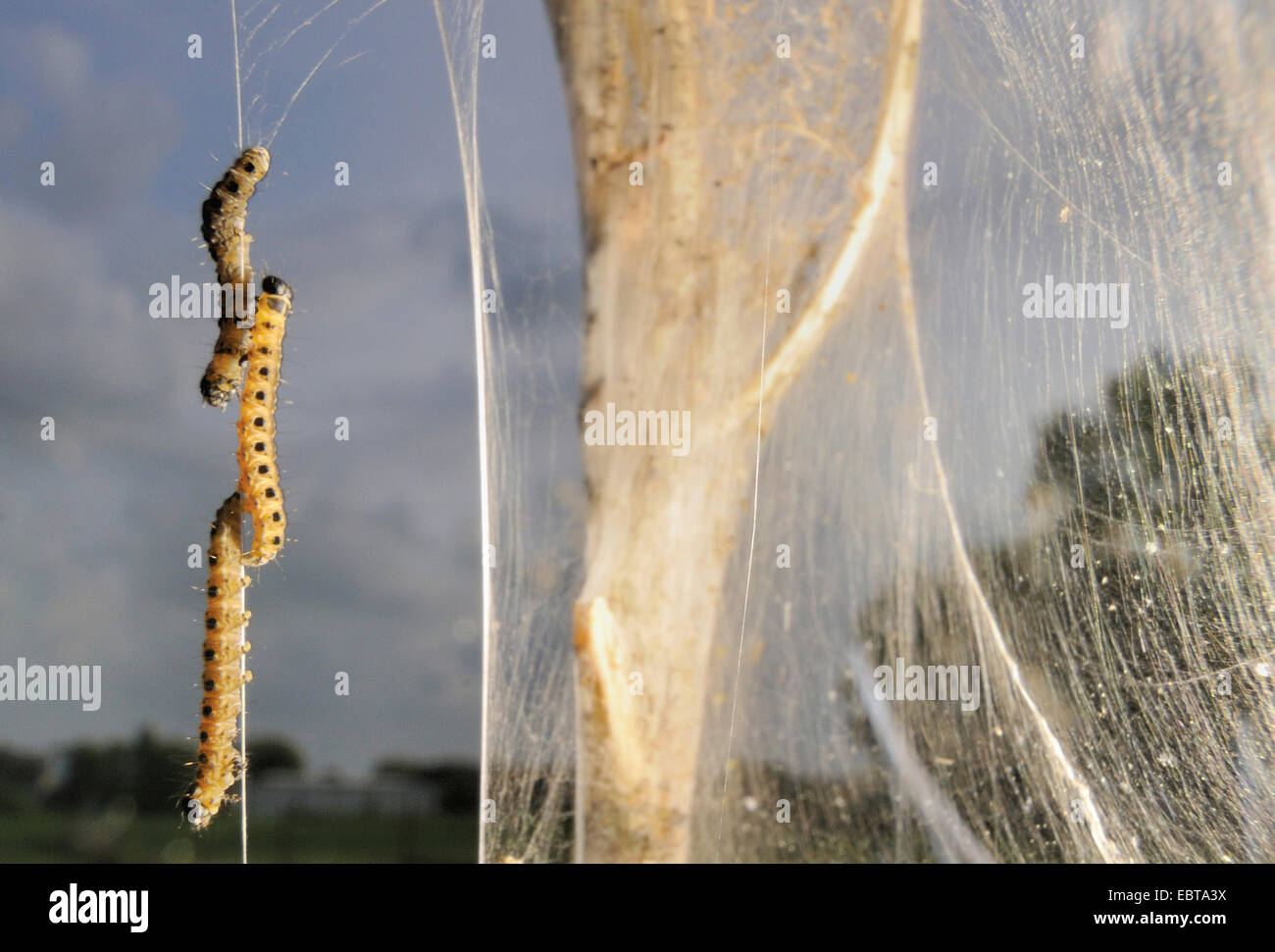 Ermellino falene (Hyponomeutidae (Yponomeutidae)), larve e web, in Germania, in Renania settentrionale-Vestfalia Foto Stock