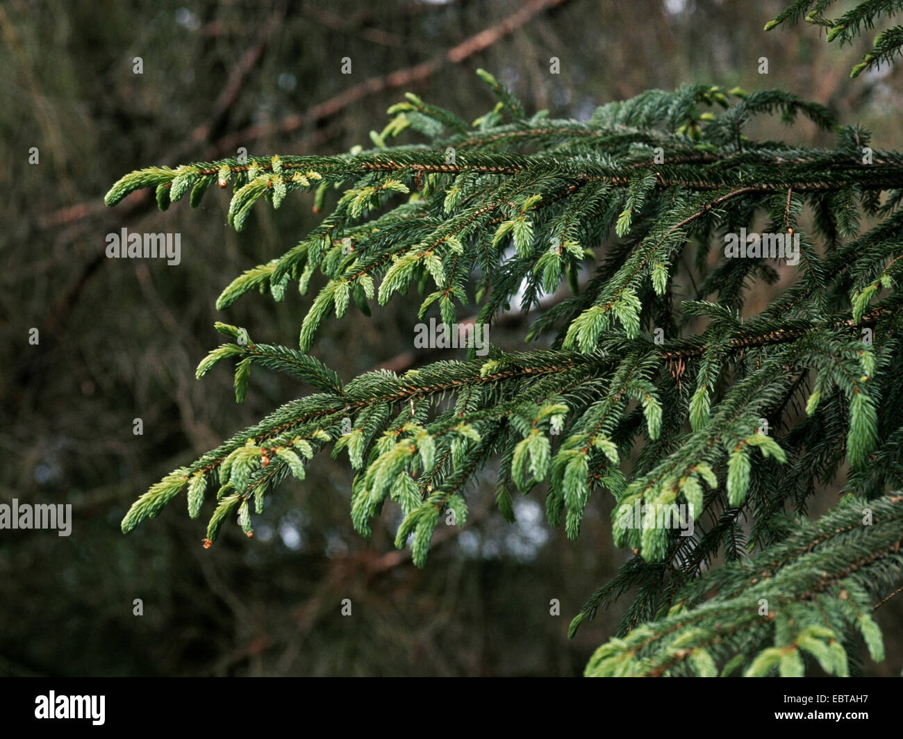 Abete (Picea abies), rami, Germania Foto Stock