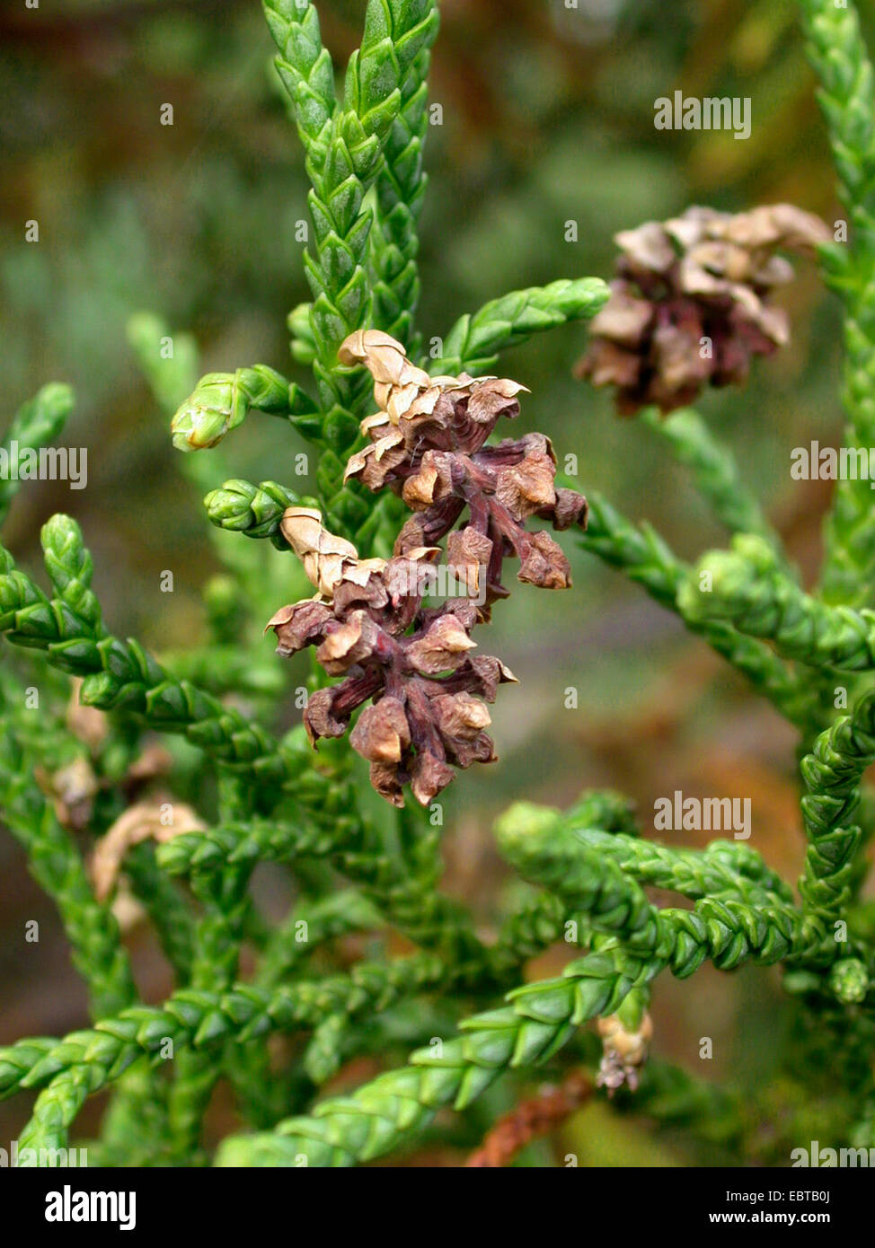 Athrotaxis laxifolia (Athrotaxis laxifolia), coni maturi Foto Stock