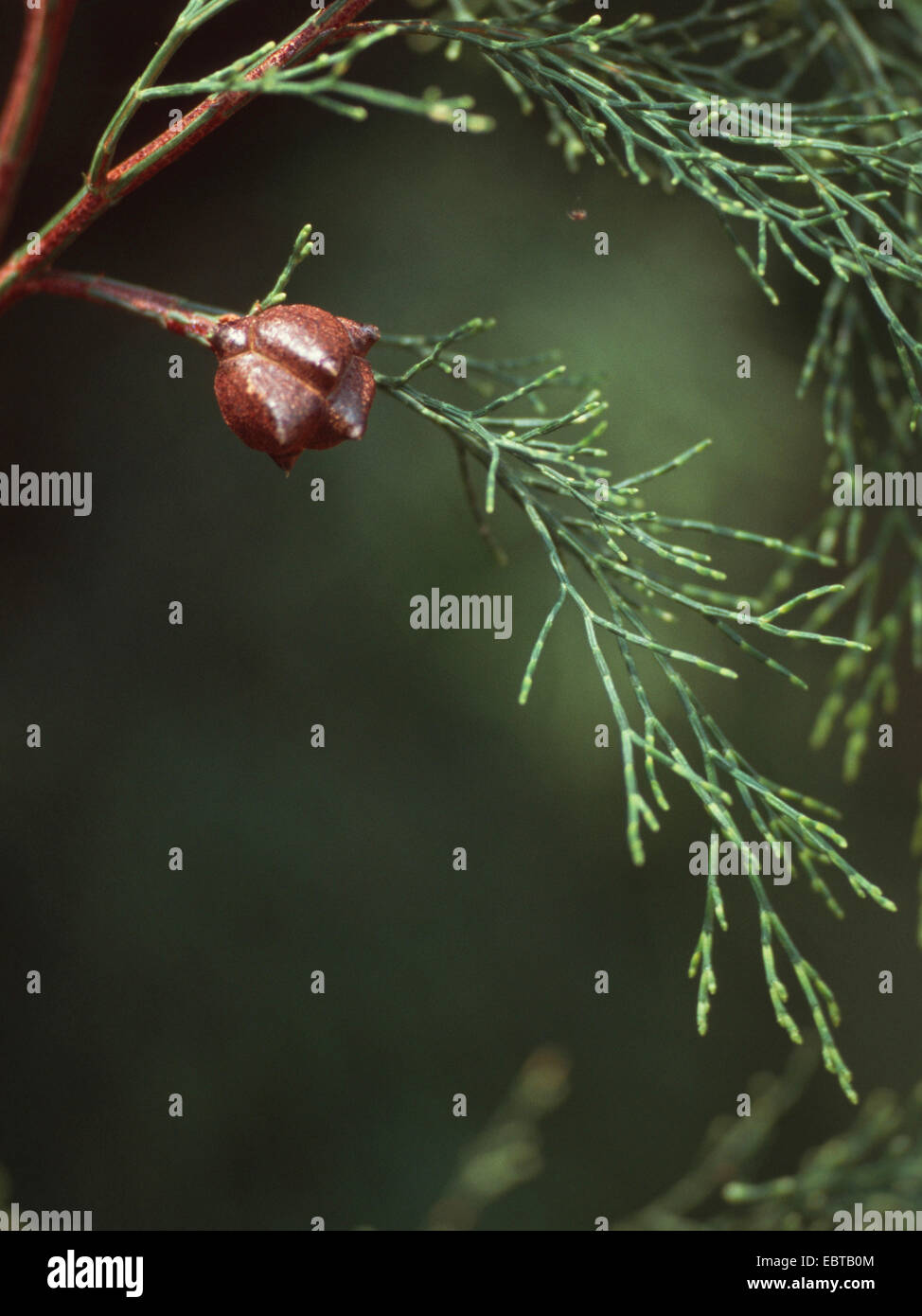 Oyster Bay, pino Porto Pino Jackson (Callitris rhomboidea, Callitris cupressiformis), il ramo con un cono Foto Stock