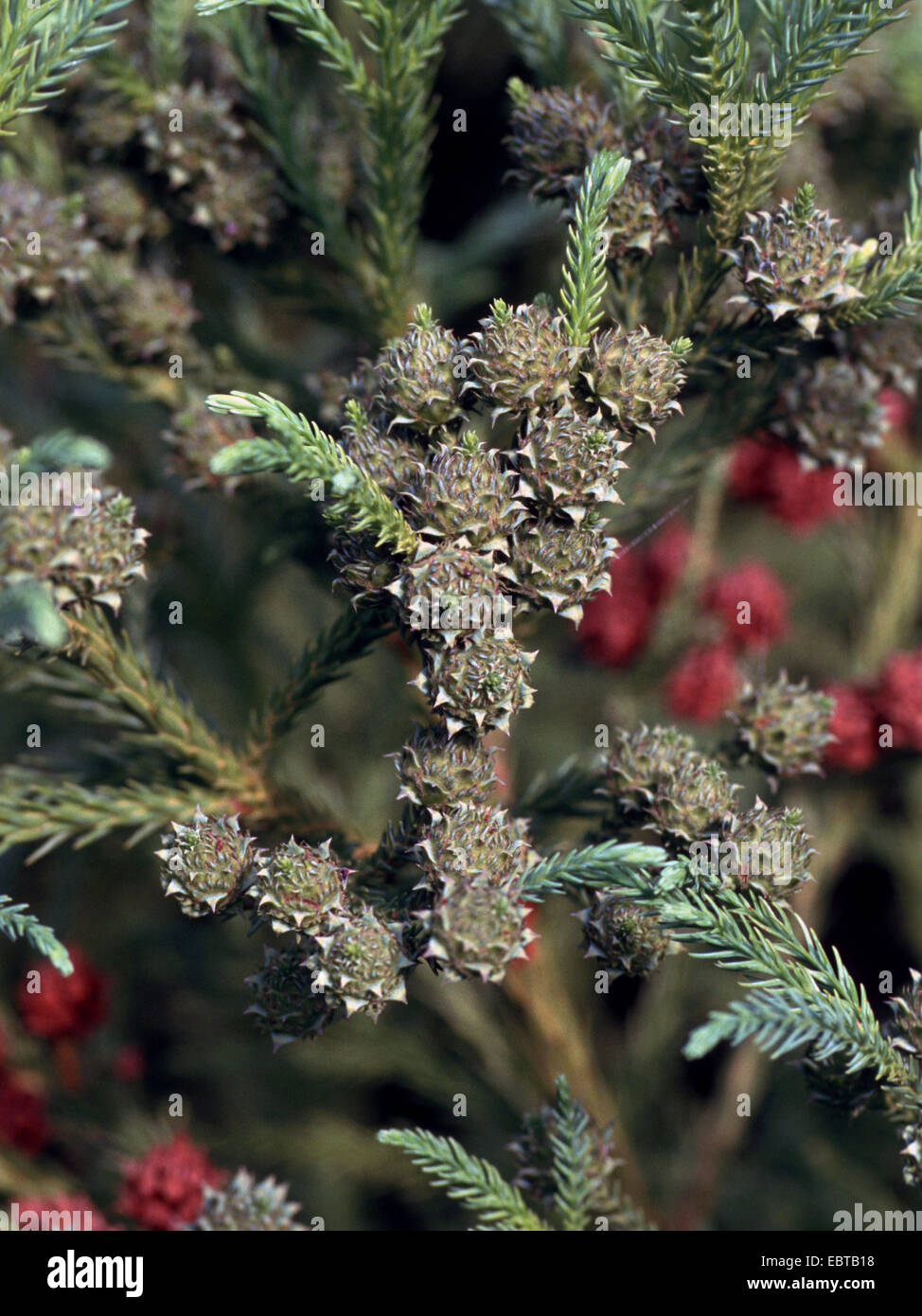 Cedro giapponese (Cryptomeria japonica), unmature coni Foto Stock