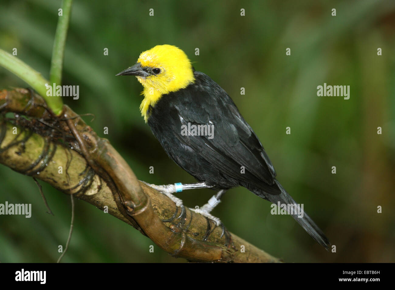 Giallo-incappucciati blackbird (Agelaius icterocephalus), seduto su un ramo Foto Stock