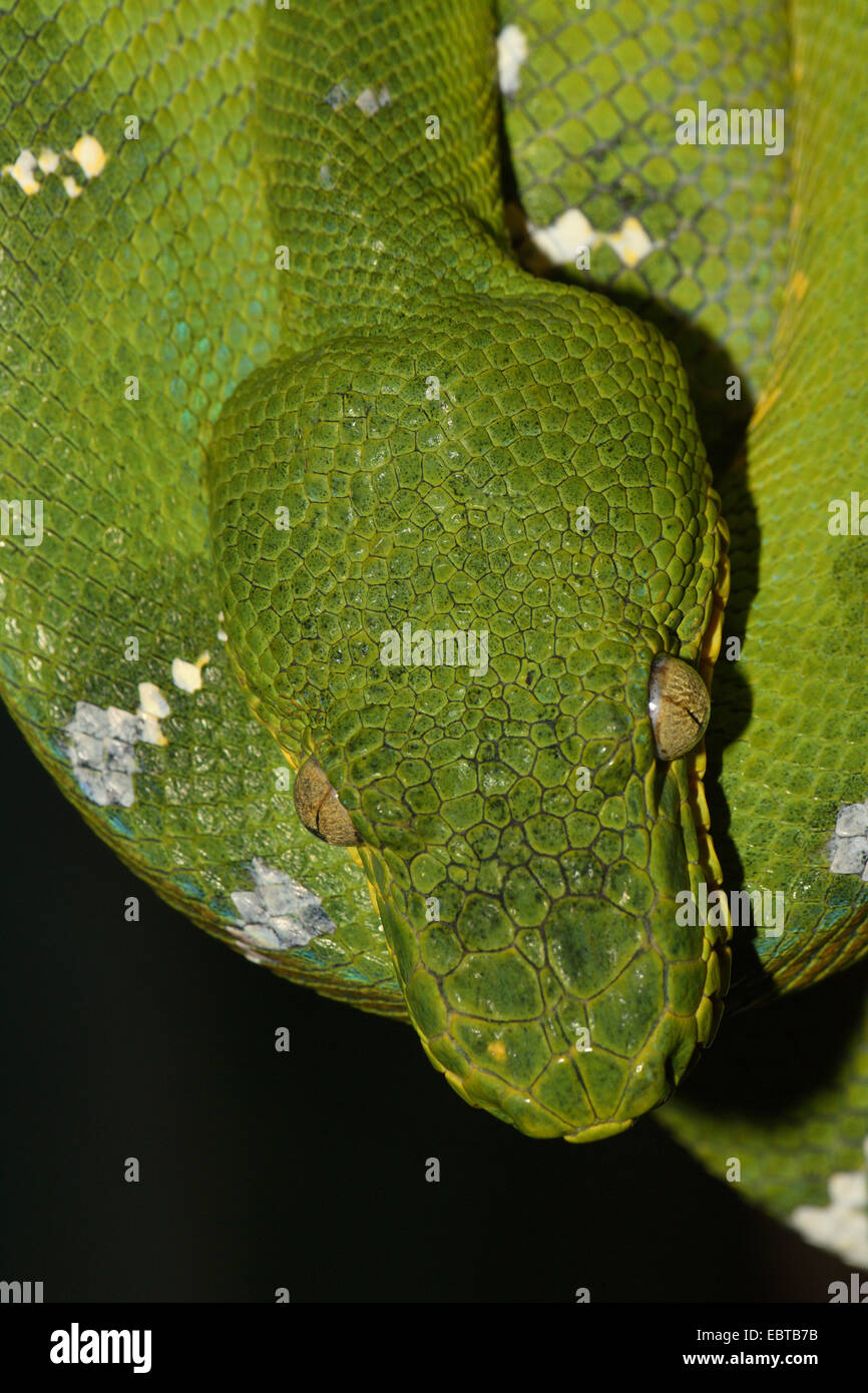 Emerald tree boa (Corallus caninus), in testa Foto Stock