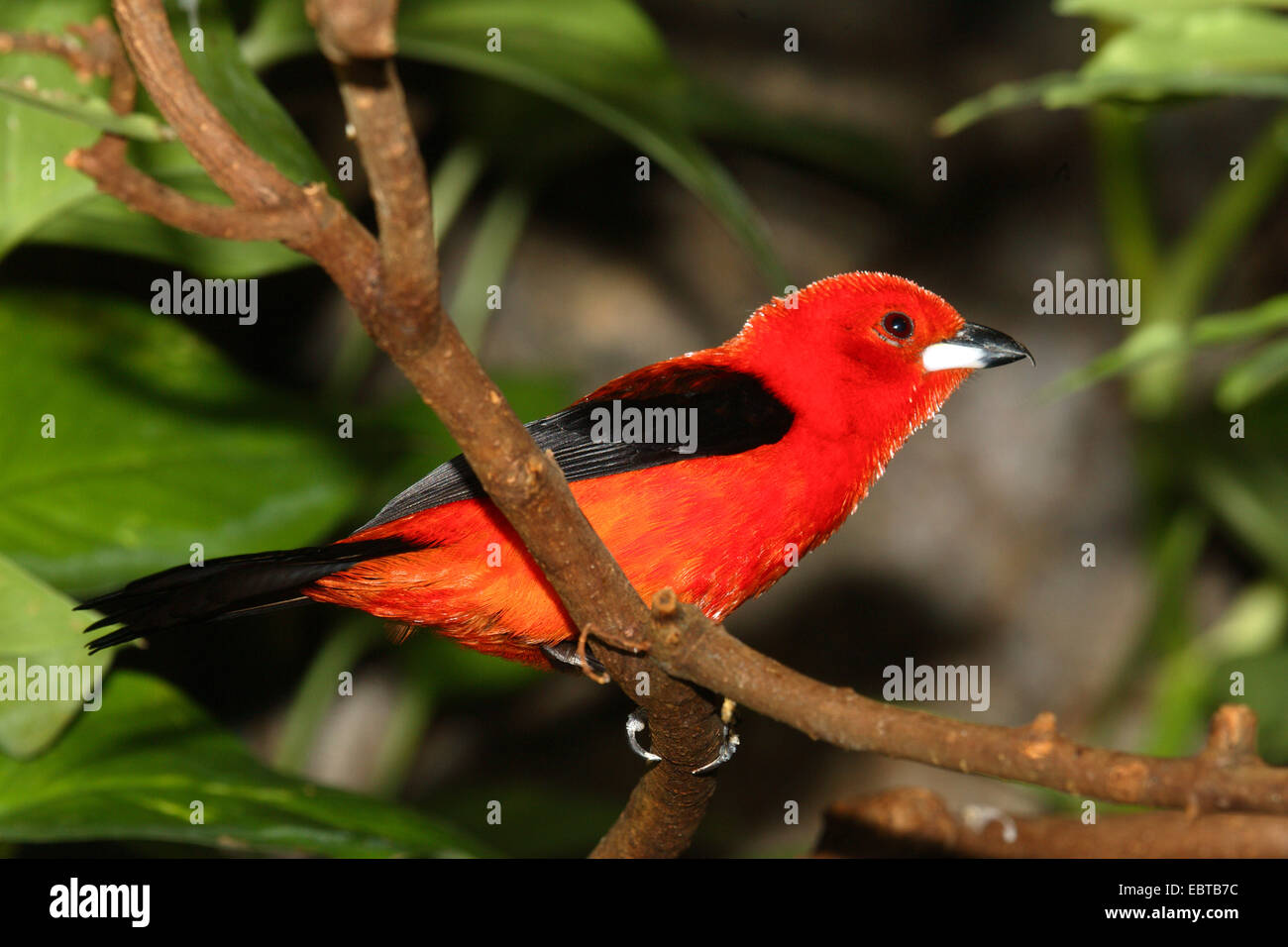 Tanager brasiliano (Ramphocelus bresilius), seduto su un ramo Foto Stock