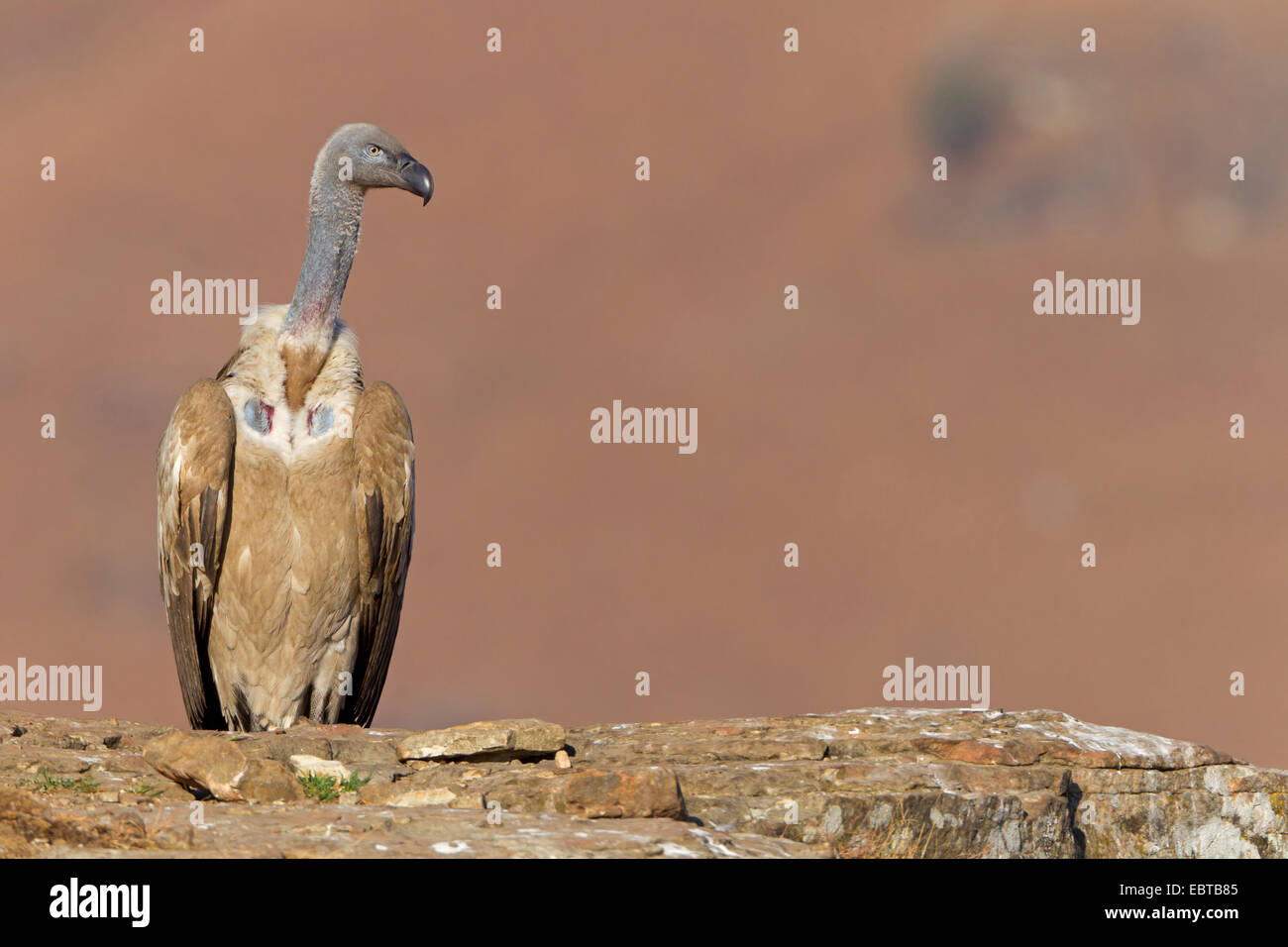 Cape vulture (Gyps coprotheres), seduti su uno sperone roccioso, Sud Africa, Kwazulu-Natal Foto Stock