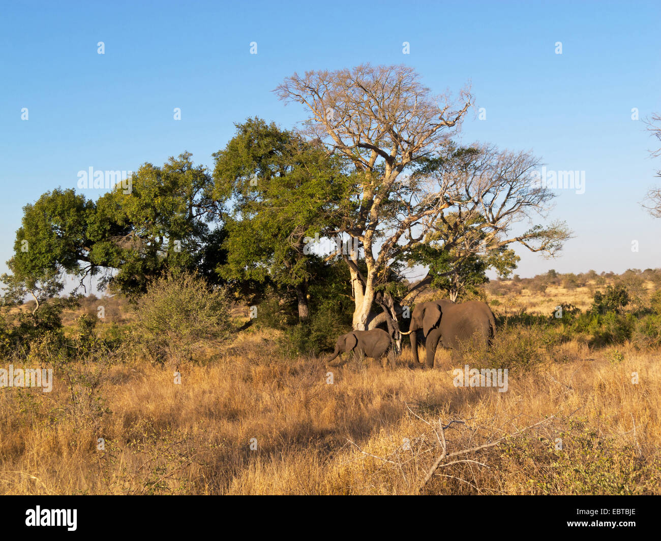 Elefante africano (Loxodonta africana), con il pup nella savana, Sud Africa, Krueger National Park, Satara Camp Foto Stock