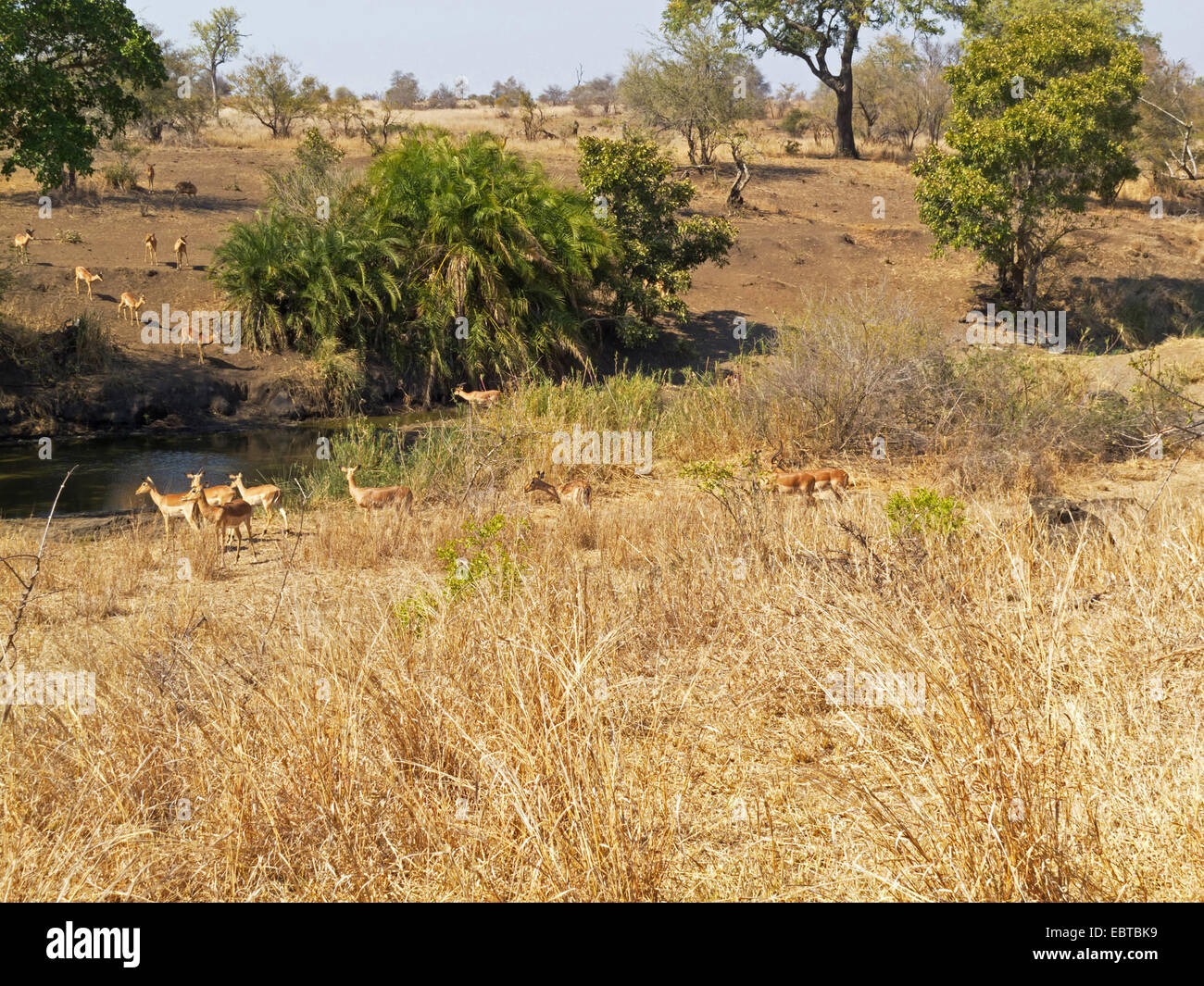 Antilopi a bere posto nella savana, Sud Africa, Krueger National Park, Satara Camp Foto Stock