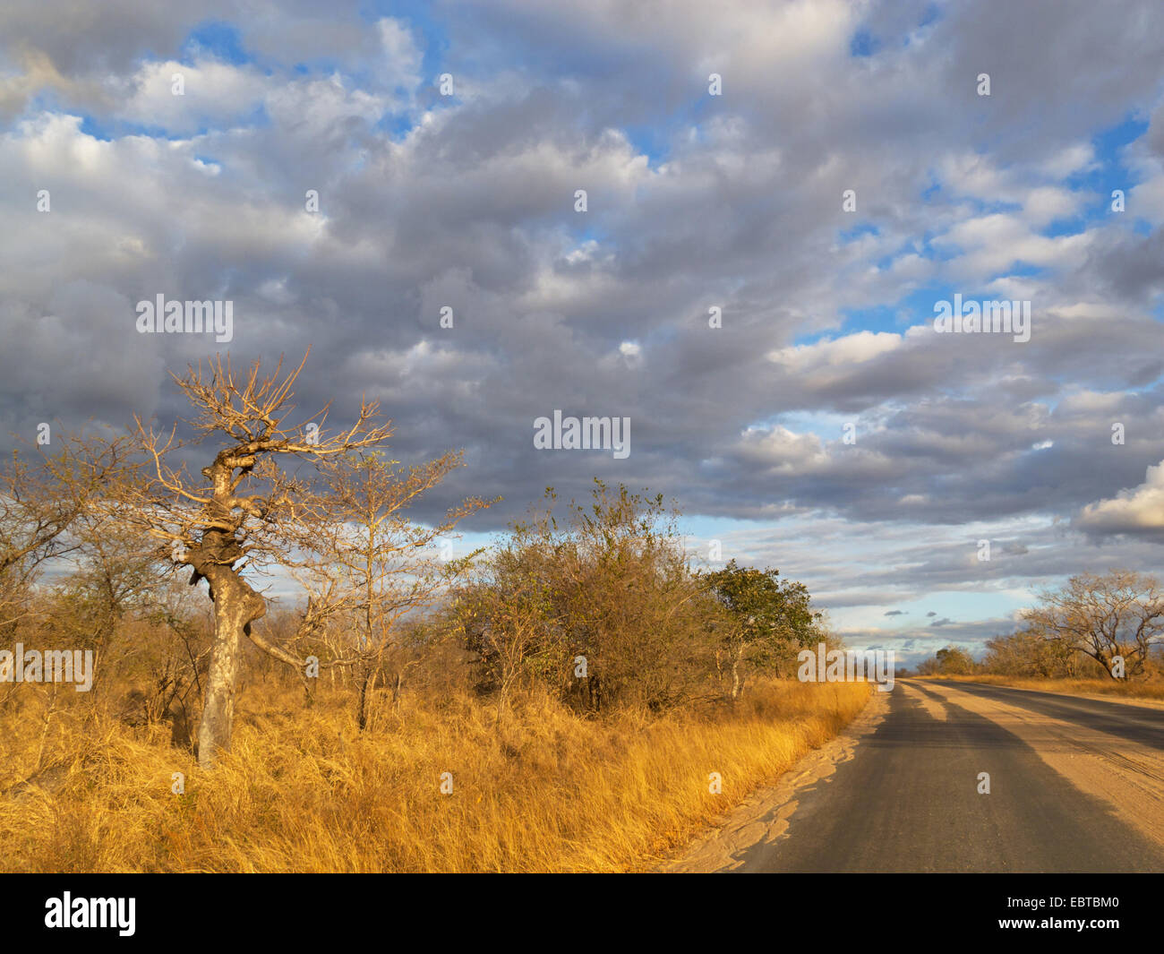 Country Road nella savana, Sud Africa, Krueger National Park, inferiore Sabie Camp Foto Stock