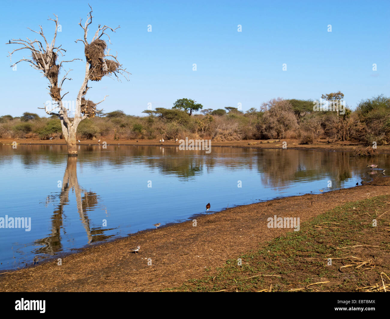 Albero morto in un lago al tramonto della diga, Sud Africa, Krueger National Park, inferiore Sabie Camp Foto Stock