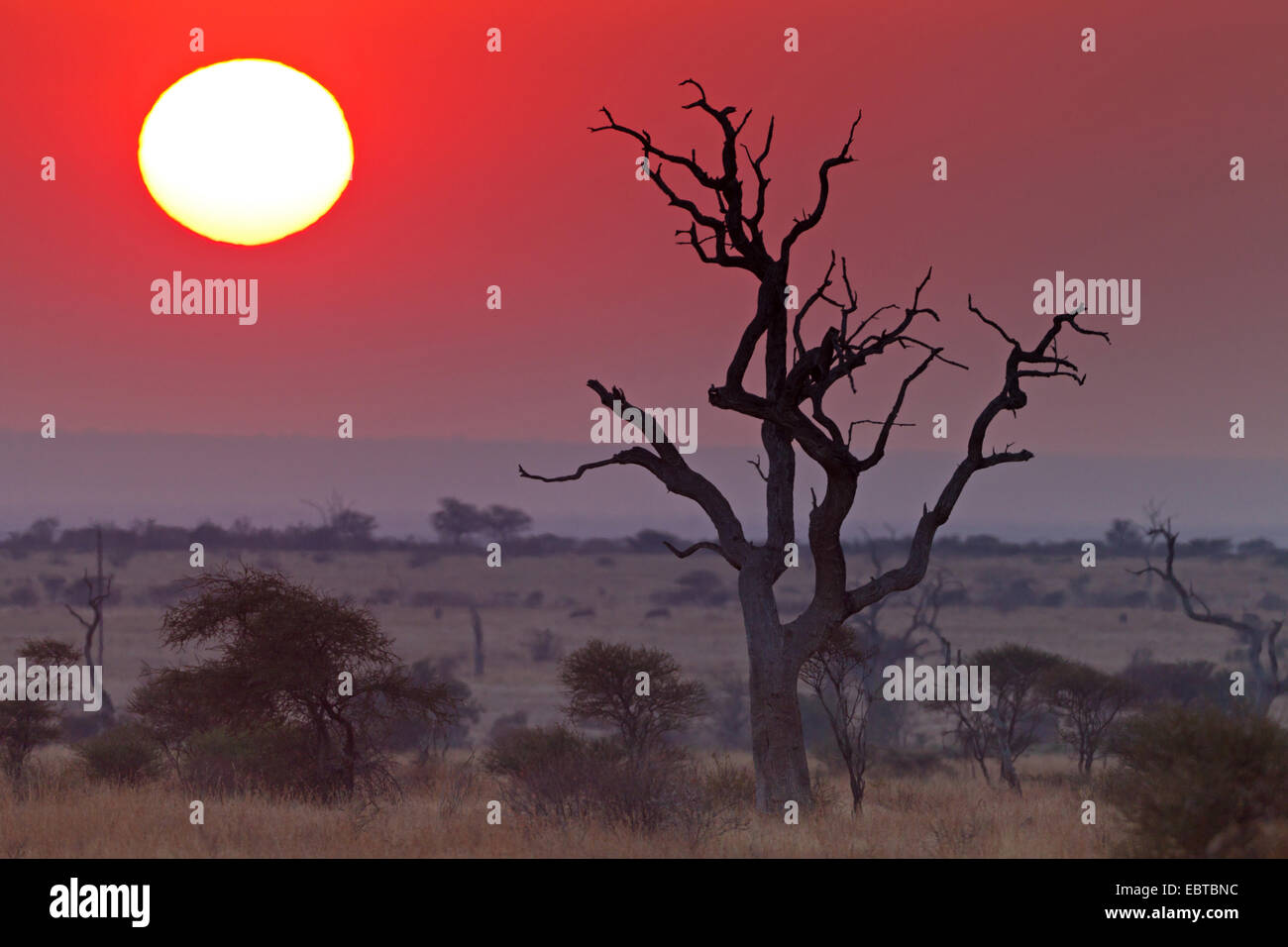 Tramonto nella savana, albero morto in primo piano, Sud Africa, Krueger National Park, Satara Camp Foto Stock