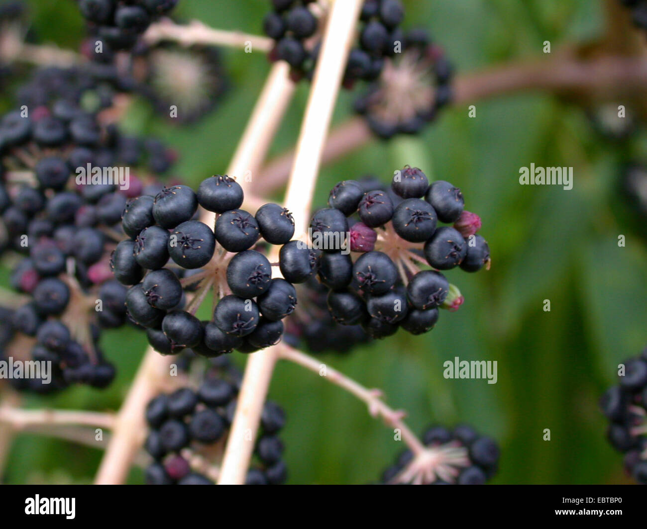 Angelica giapponese Tree (Aralia elata), rami fruttiferi Foto Stock