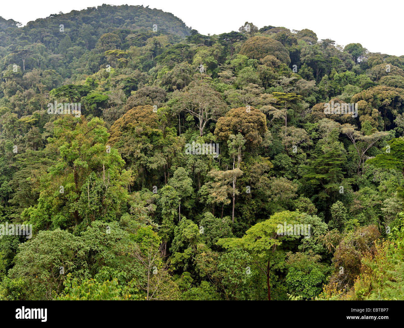 La foresta pluviale, Uganda, Parco nazionale impenetrabile di Bwindi Foto Stock