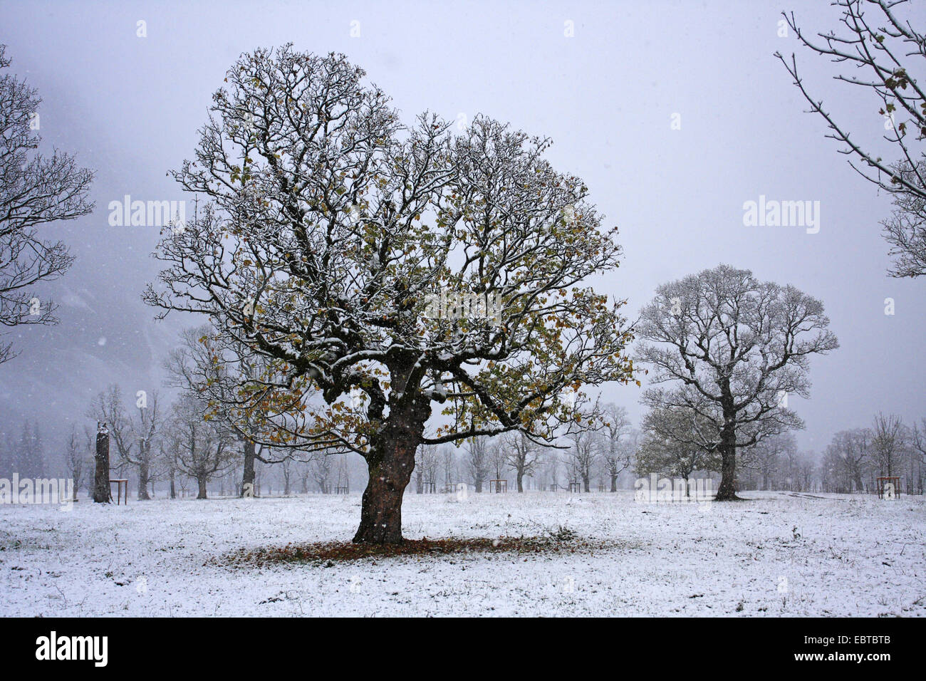 Acero di monte, grande Acero (Acer pseudoplatanus), Grosser Ahornboden, una scenic pascolo alpino valle con la vecchia marple popolazione, Austria, montagne Karwendel, in Engadina Foto Stock