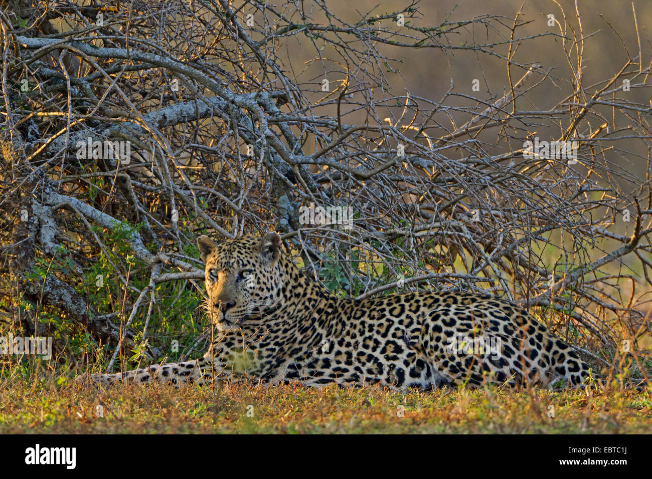 Leopard (Panthera pardus), che giace nella savana, Sud Africa, Hluhluwe-Umfolozi National Park, Mpila Camp Foto Stock