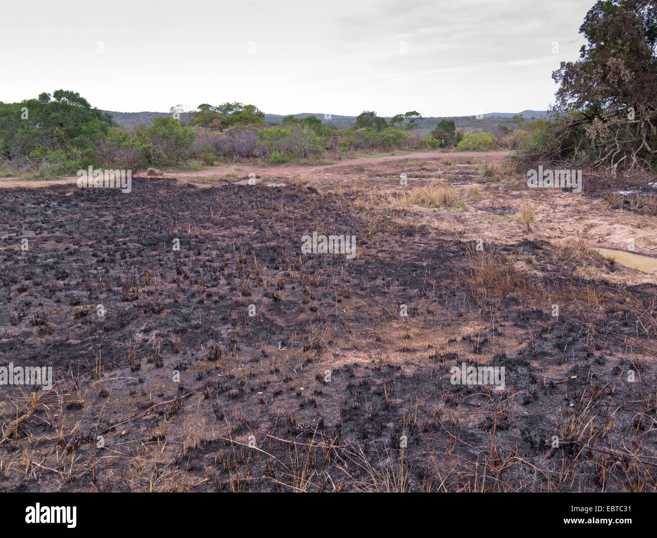 Savana dopo bushfire, Sud Africa, Hluhluwe-Umfolozi National Park, campo Hilltop Foto Stock