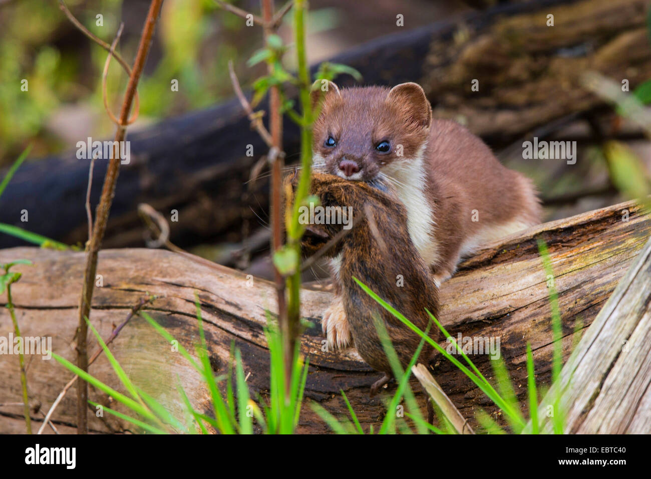 Ermellino, ermellino, corto-tailed donnola (Mustela erminea), Sommer pelliccia catturati con mouse, in Germania, in Baviera Foto Stock