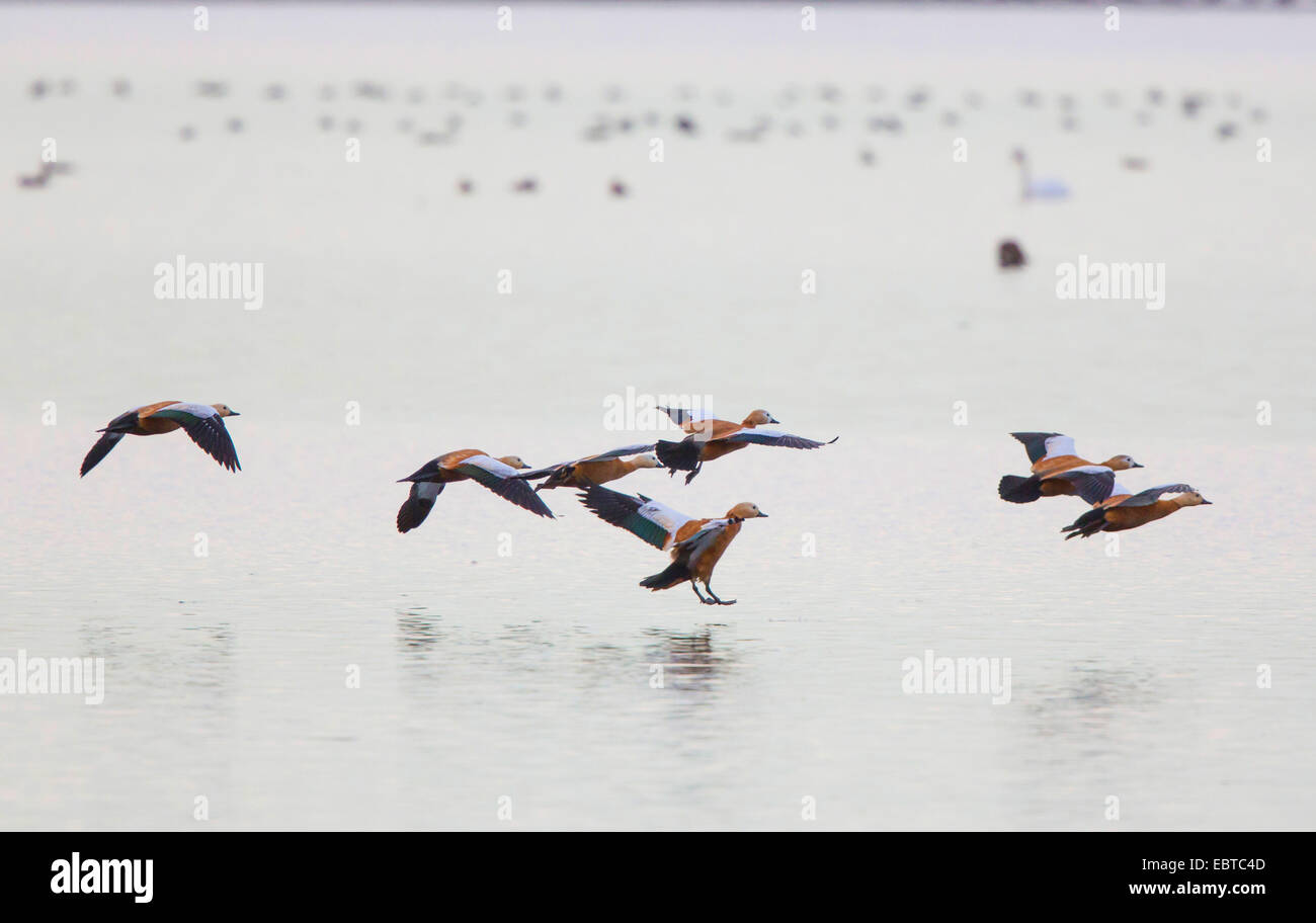 Casarca (Tadorna ferruginea, Casarca ferruginea), flying gregge oltre il lago di Chiemsee, in Germania, in Baviera, il Lago Chiemsee Foto Stock