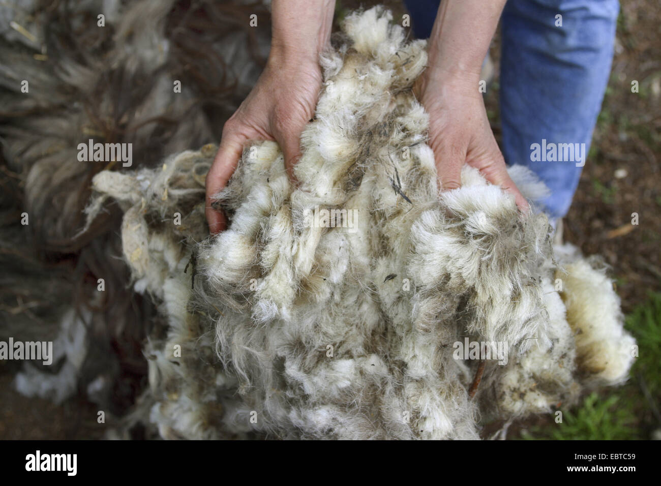 Appena tagliata lana di pecora, Germania Foto Stock