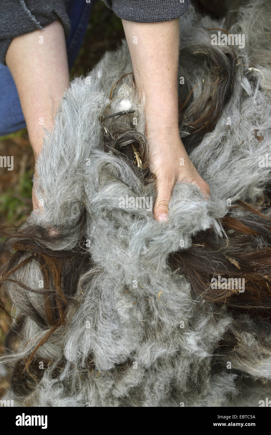 Appena tagliata lana di pecora, Germania Foto Stock