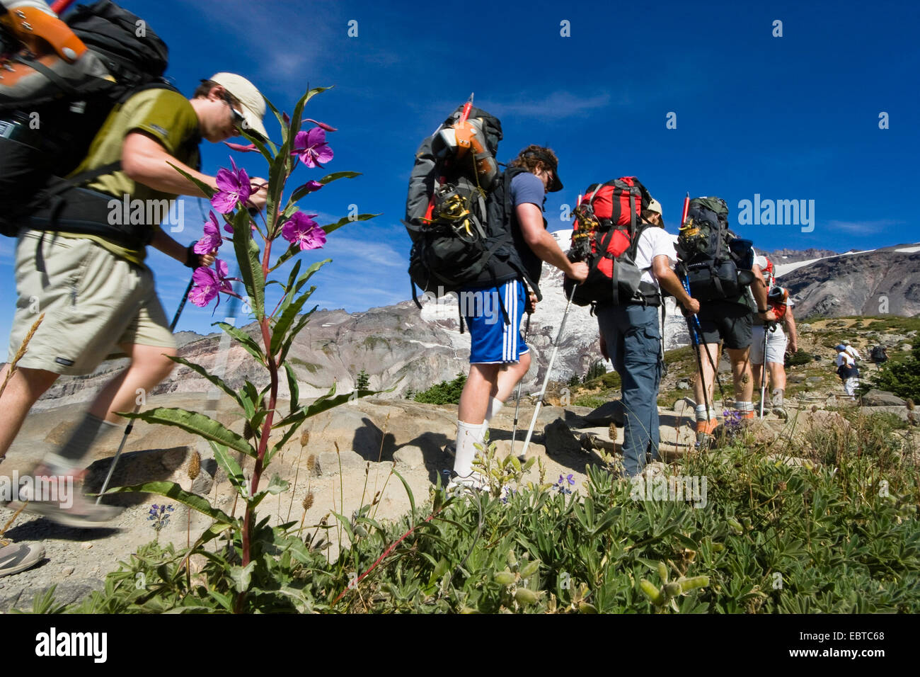 Gruppo di escursionisti sul Monte Rainier, STATI UNITI D'AMERICA, Washington, il Parco Nazionale del Monte Rainier Foto Stock