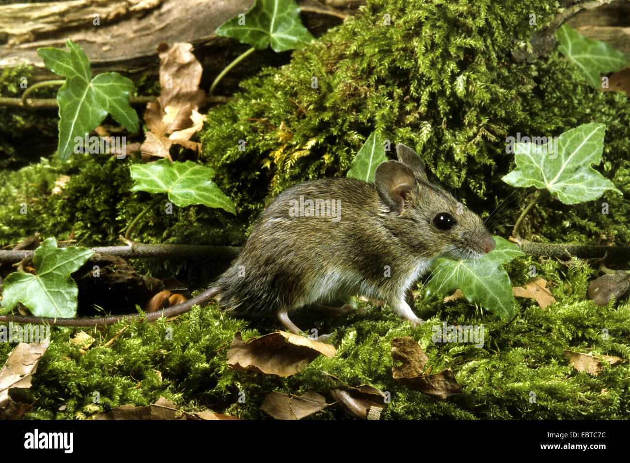 Mouse di legno, long-tailed field mouse (Apodemus sylvaticus), in piedi sul muschio sul suolo della foresta Foto Stock