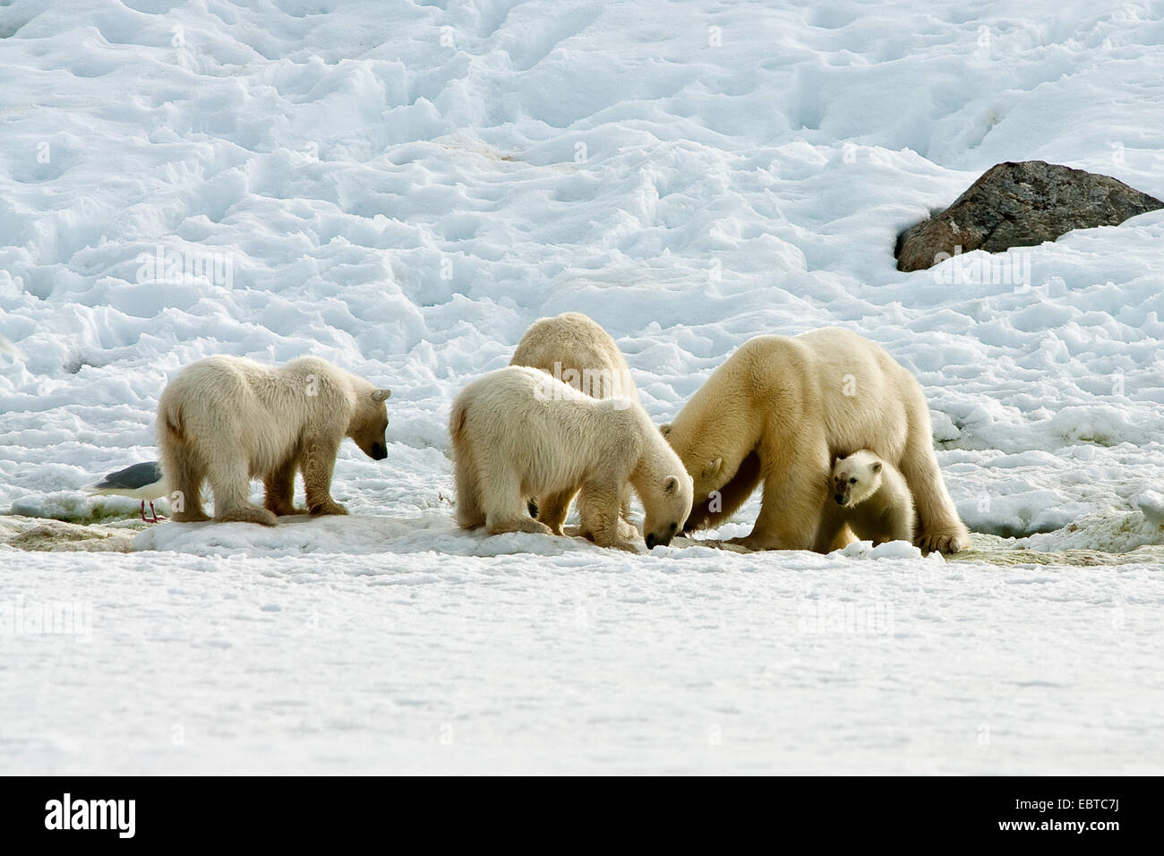 Orso polare (Ursus maritimus), due famiglie al posto di alimentazione, Norvegia Isole Svalbard Foto Stock