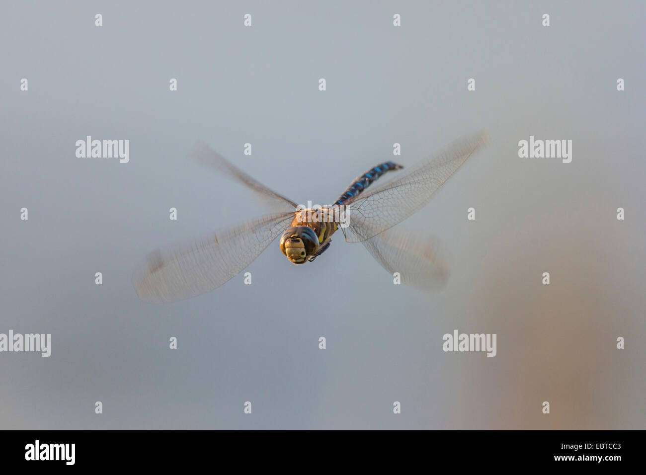 Blu-verde, darner aeshna sud, sud hawker (Aeshna cyanea), battenti, in Germania, in Baviera Foto Stock