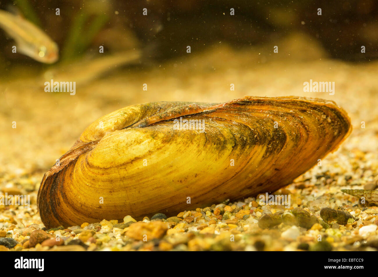 Pittore della cozza (Unio pictorum, Pollicepes pictorum), sul terreno, Germania Foto Stock