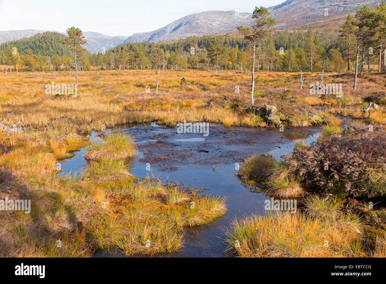 Sollevate bog, Norvegia, Nordland Foto Stock