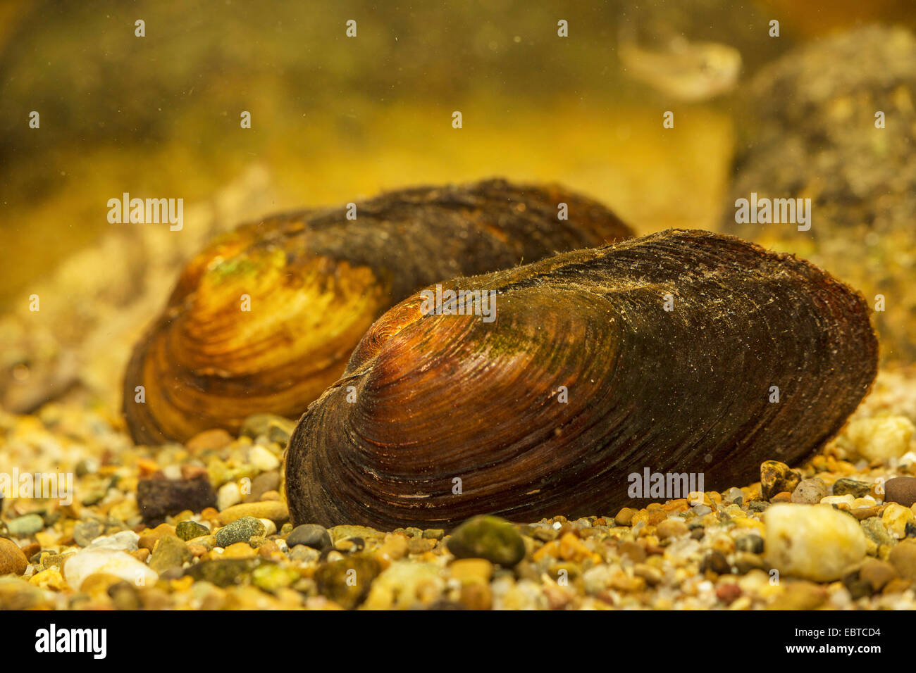 Fiume comuni cozze, comune europeo centrale fiume cozza (Unio crasso), sul terreno, Germania Foto Stock