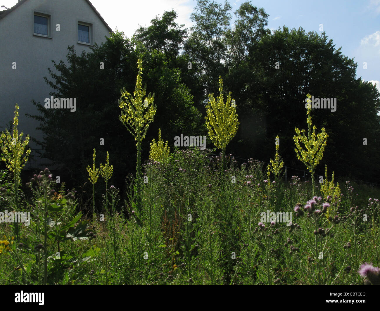 Appariscente, mullein Mullein ungherese (Molène speciosum), sui terreni messi a riposo Foto Stock