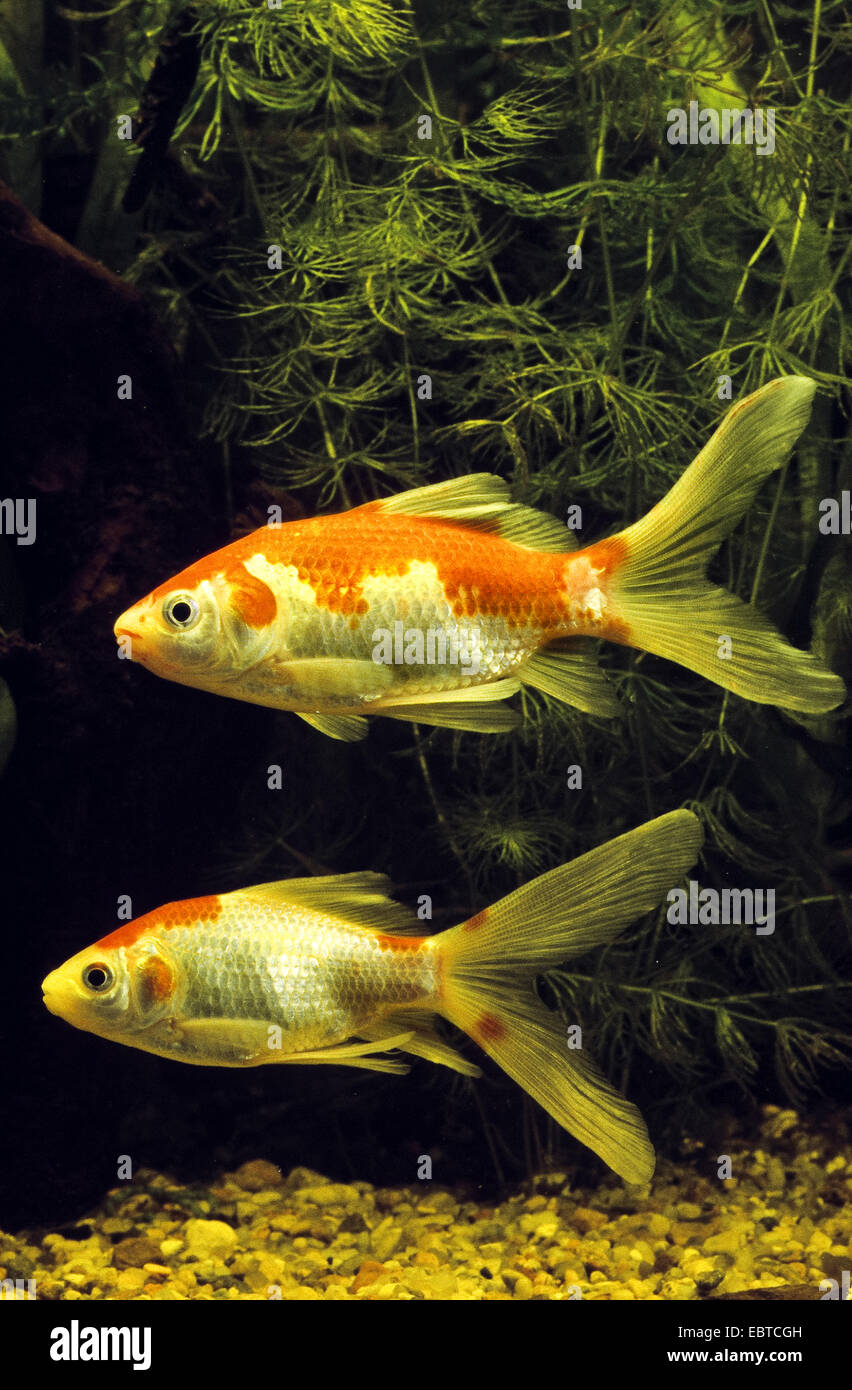 Goldfish, carpa comune (Carassius auratus, Carassius auratus auratus, Carassius gibelio), due pesci nuotare tra waterplants Foto Stock