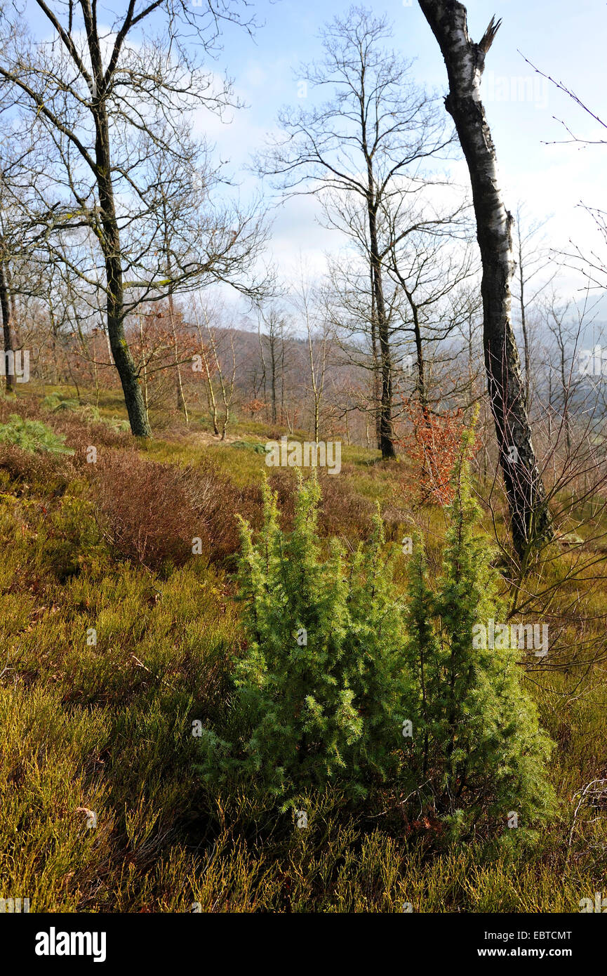 Il ginepro comune, massa ginepro (Juniperus communis), giovani boccola in rovere chiaro fen foresta, Germania, Bassa Sassonia, Visbeck Foto Stock