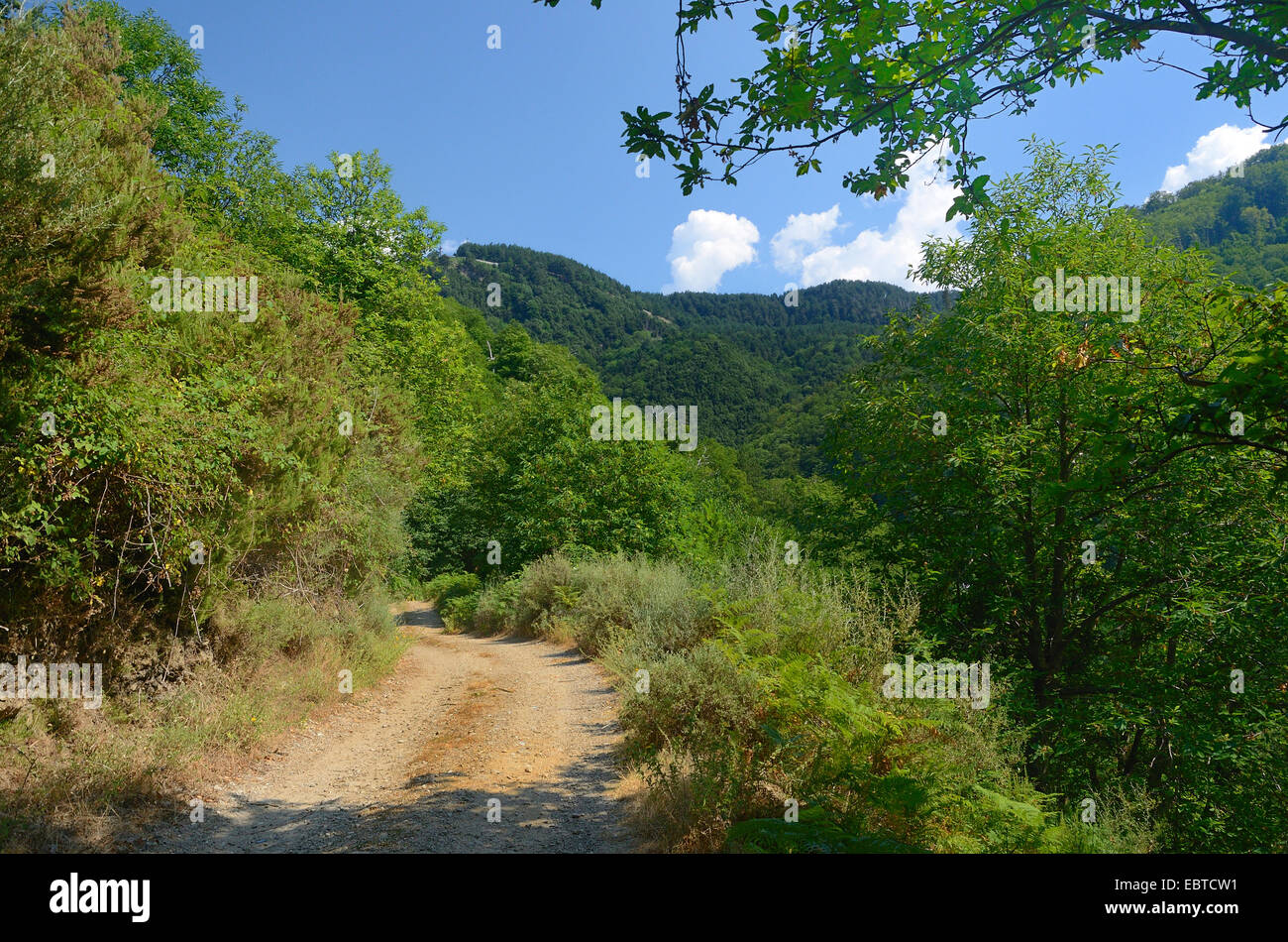 Percorso nella foresta di montagna paesaggio, Italia, Calabria, Ben Parco Nazionale dell'Aspromonte Foto Stock