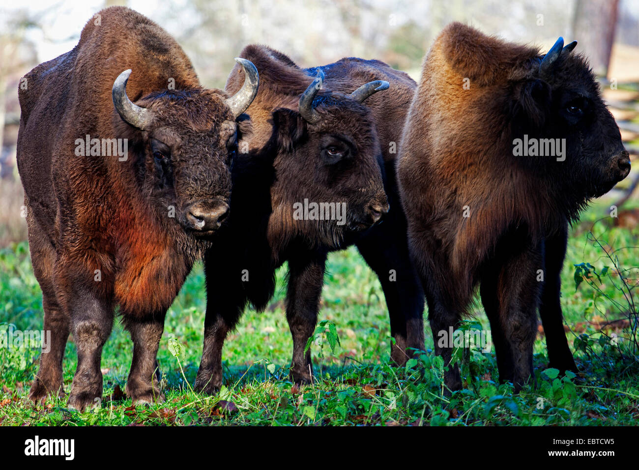 Il bisonte europeo, wisent (Bison bonasus), tre Bisonti combattenti in piedi in un prato, Germania Foto Stock