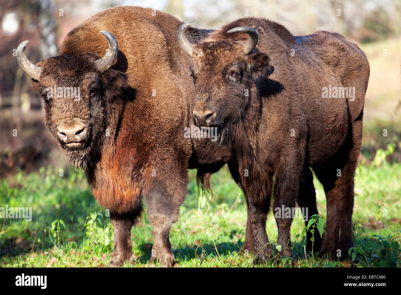 Il bisonte europeo, wisent (Bison bonasus), due Bisonti combattenti in piedi in un prato, Germania Foto Stock