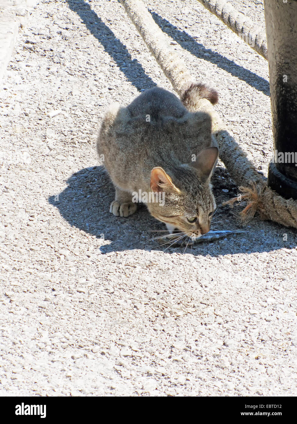 Un gatto grigio di mangiare un pesce accanto a una colonna in acciaio a un molo. Foto Stock